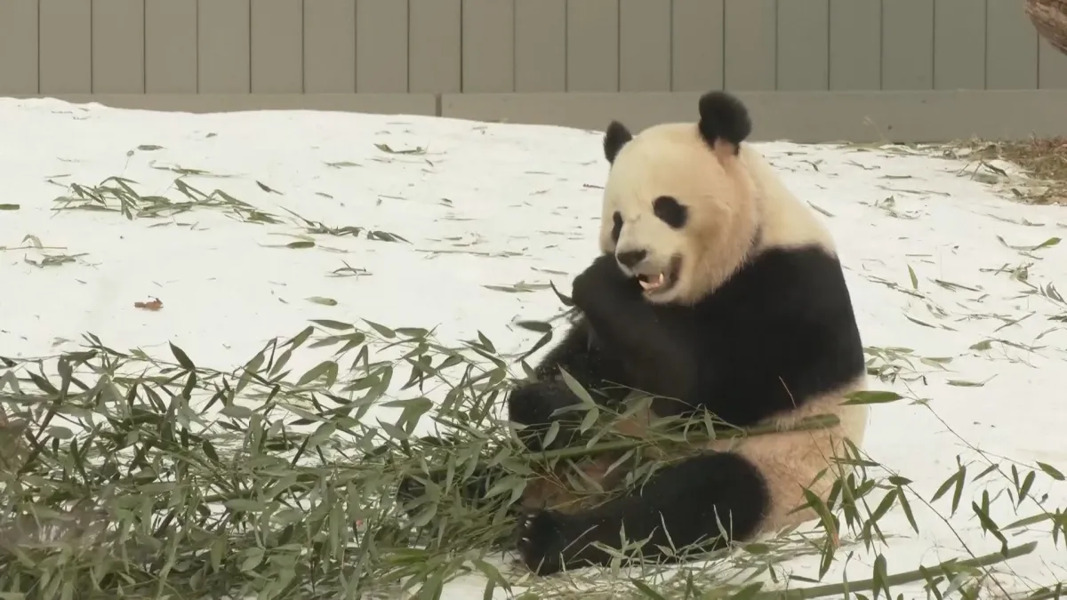 Casal de pandas da China chega aos EUA em gesto diplomático